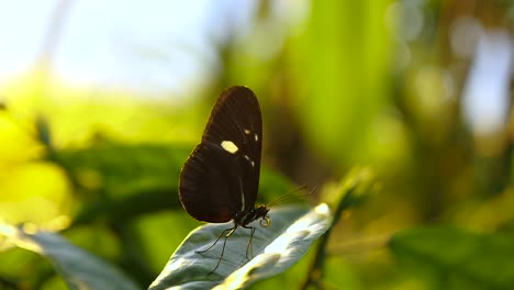 A-Butterfly-sitting-on-a-big-leaf-and-then-flying-away-in-slow-motion
