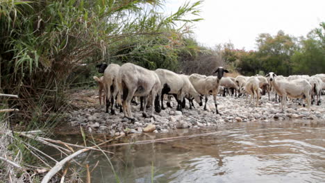 Eine-Herde-Frisch-Geschorener-Schafe-In-Der-Nähe-Eines-Wasserteichs