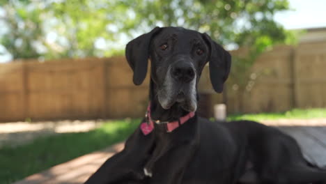 Female-Great-Dane-Happy,-Looking-with-Interest