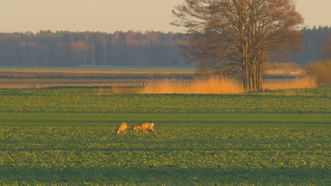 Group-of-European-roe-deer-fighting-on-a-rapeseed-field-in-the-evening,-golden-hour,-medium-telephoto-shot