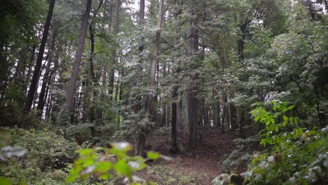 Wide-shot-of-Oregon-Forest