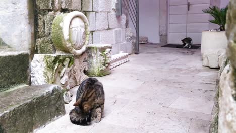 Cats-leisurely-loafing-around-in-Kotor-Montenegro