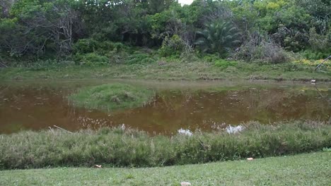 Spittal-Pond-Es-Una-De-Las-Reservas-Naturales-De-Las-Bermudas