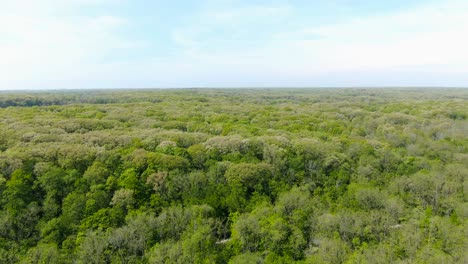 Aerial-view-over-flat-land-covered-with-thick-foliage-of-trees-and-forest