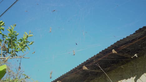 Große-Spinnenkolonie,-Blauer-Himmelshintergrund,-Cyrtophora-Moluccensis