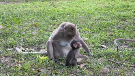 Mother-and-Two-Baby-Macaque-Monkeys