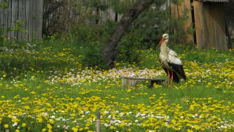 The-white-stork-looking-for-food-at-dandelion-field-in-sunny-spring-day,-medium-shot-from-a-distance
