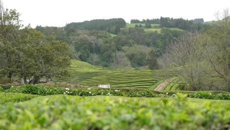 Die-Einzige-Teeplantage-In-Europa---Gorreana,-Azoren
