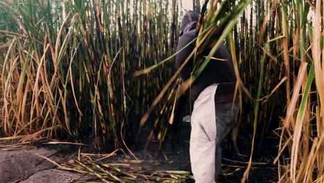 Harvesting-cane-by-hand-in-Ameca,-Jalisco.-Mexico