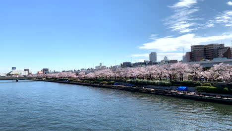 Weites-Panorama-Des-Sumida-Flusses-Mit-Kirschblüten-Im-Sumida-Park