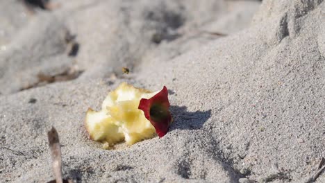 Slow-motion-shoot-of-one-wasp-hovering-over-leftover-apple-fruit-on-a-sand-beach