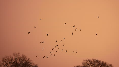 Pájaros-En-Cámara-Lenta-Volando-En-Un-Cielo-Naranja