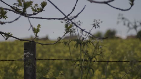 Landscape-of-rapeseed-crop-through-barbed-wire-fence-posts