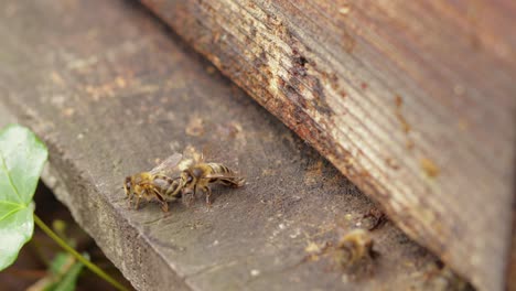 Few-bees-hanging-out-at-the-entrance-of-a-wooden-beehive-while-some-other-bees-fly-by-quickly,-still-shot-close-up-during-daytime
