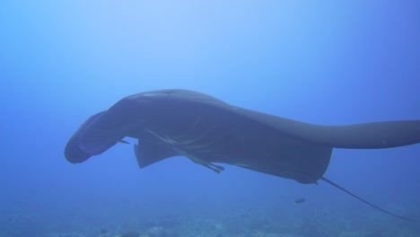 a-black-reef-mantaray-swimming-passed-the-camera-majestic
