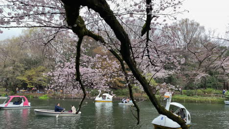 People-navigating-boats-by-the-lake-of-Inokashira-Park-in-front-of-cherry-blossom
