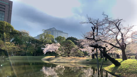 Sonnenuntergang-Im-Botanischen-Garten-Koishikawa-Mit-Kirschblütenbäumen-Am-Ufer-Des-Sees