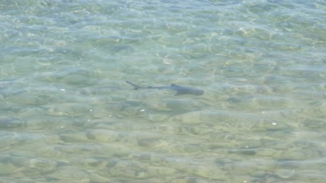 Baby-blacktip-reef-shark-pup-swimming-in-shallow-waters
