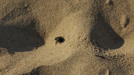 Un-Escarabajo-Caminando-Hacia-La-Izquierda-Sobre-La-Arena-En-Una-Playa-Dejando-Huellas-Detrás-De-él