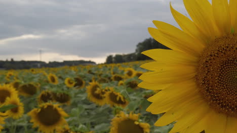 Right-Close-up-pan-in-slow-motion-on-the-head-of-a-sunflower-in-a-field,-end-of-a-cloudy-day