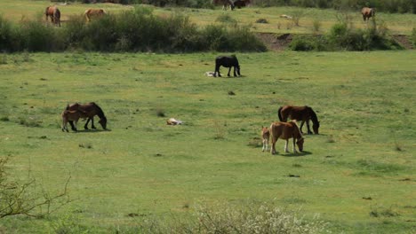 Mares-and-foals-on-a-green-field-in-the-north-of-Spain