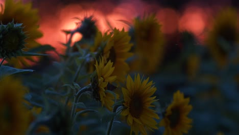 Eine-Sonnenblumenreihe-Nach-Sonnenuntergang-Auf-Rotem-Himmelshintergrund