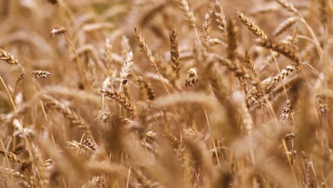 Cereal-grain-wheat-is-ready-for-harvesting