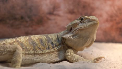 4K-video-of-a-bearded-dragon-with-close-up-details-of-its-facial-features,-skin-texture,-and-eye-movement