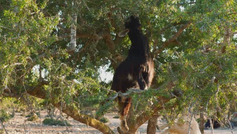 Dark-Moroccan-goat-climbing-on-the-branches-of-argan-tree,-Morocco