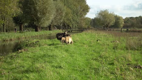 Goats-on-riverbank-eating-grass-in-countryside-field