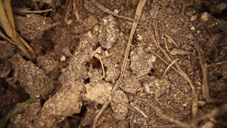 Top-down-view-of-disturbed-fire-ant-mound---wide-angle-view-of-many-ants-moving-dirt-around,-excavating-the-damage-to-their-broken-mound