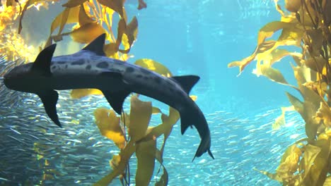 Tiburón-Leopardo-Nadando-A-Través-Del-Bosque-De-Algas-Marinas,-Una-De-Las-Exhibiciones-De-Acuarios-Más-Altas-Y-Famosas-Del-Mundo