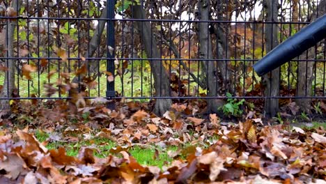 Leaf-blower-used-to-clean-fence-form-autumn-leaves-in-slow-motion