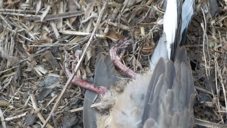 Ants-Crawling-Over-The-Legs-and-Feathers-Of-A-Deceased-Bird