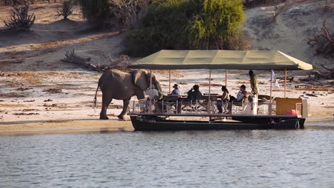 Elephant-approaching-a-safari-boat-at-Chobe-River,-Botswana