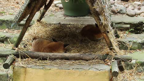 Ein-Paar-Schlafende-Füchse-Im-Zoo