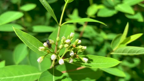 bee-collects-pollen-and-honey-from-white-flowers-and-green-leaves-and-flies-away