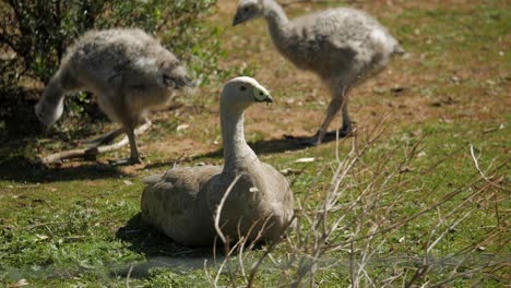 Mother-Cape-Barren-Sitting-Watching-Goslings-Feed-On-Grass