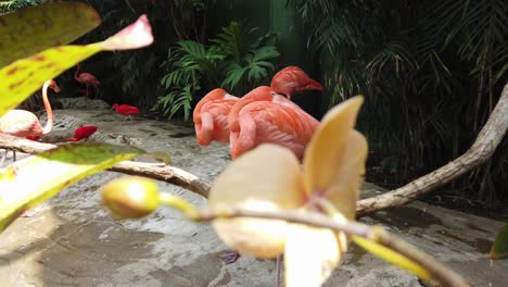 Slow-Motion-of-Flamingos-pans-through-leaves.-4K