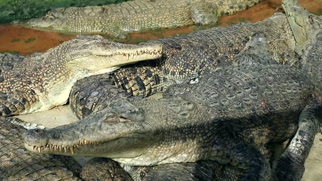 Krokodilbrutplätze-Am-Morgen