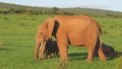 Die-Kamera-Umgibt-Afrikanische-Elefantenkälber,-Die-Auf-Einer-Grünen-Wiese-Inmitten-Einer-Herde-Spielen,-Drohnenaufnahme-Aus-Geringer-Höhe