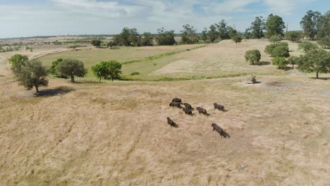 Drone-footage-of-a-cattle-of-bulls-in-a-field-in-Alentejo,-Portugal