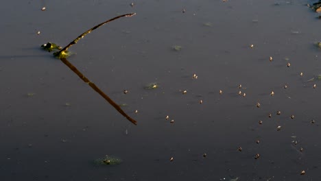 Fliegen-Leben-Auf-Dem-Verschmutzten-Teichwasser-Mit-Einem-Kleinen-Stück-Holz-In-Firmat,-Santa-Fe,-Argentinien-–-Mittlere-Aufnahme