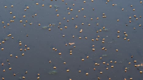 Dipterans-Flying-And-Floating-On-The-Dirty-Pond-Water-In-Firmat,-Santa-Fe