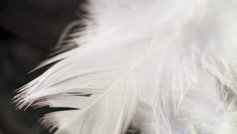 Closeup-pan-across-elegant,-soft,-black-and-white-bird-feathers