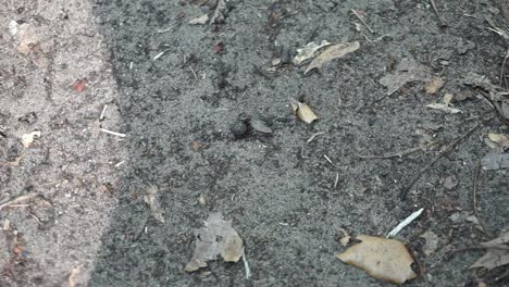 Hormigas-Negras-Caminando-Y-Moviéndose-En-La-Naturaleza