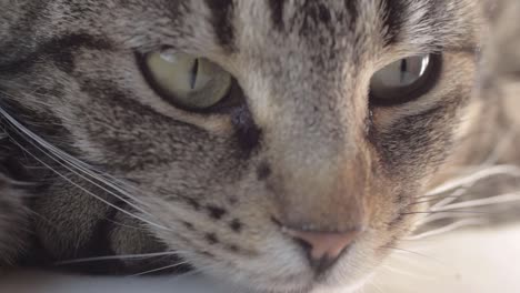 Alert-young-striped-tabby-cat-portrait-macro-shot-of-face