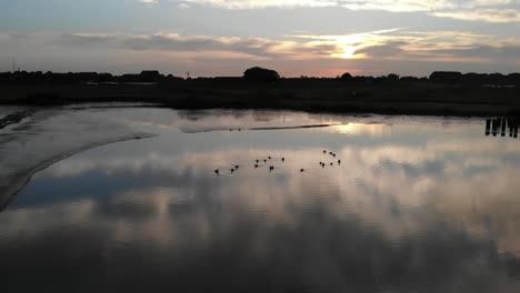 gooses-swiming-away-during-sunset