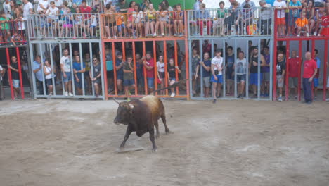 Slow-motion-following-shot-of-a-bull-charging-at-people-behind-multicolor-cages