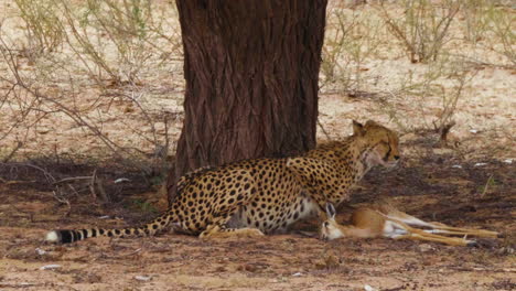 Cheetah-Scouts-For-Threats-To-Take-Its-Kill-Then-Starts-Devouring-The-Freshly-Killed-Springbok-Calf-Under-The-Tree-In-Kalahari-Desert,-South-Africa